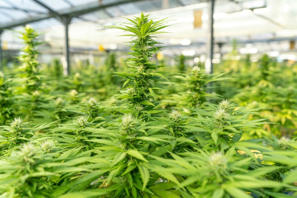 Cannabispflanzen mit Blüten im Gewächshaus